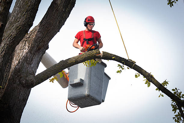 How Our Tree Care Process Works  in  Ossun, LA